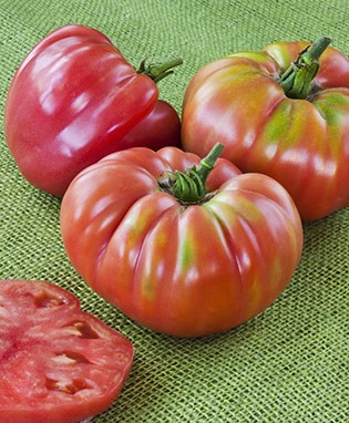 German Queen Heirloom Tomato